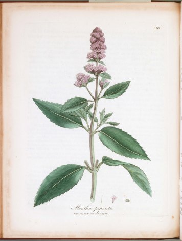 mentha-piperita-national-agricultural-library-1769